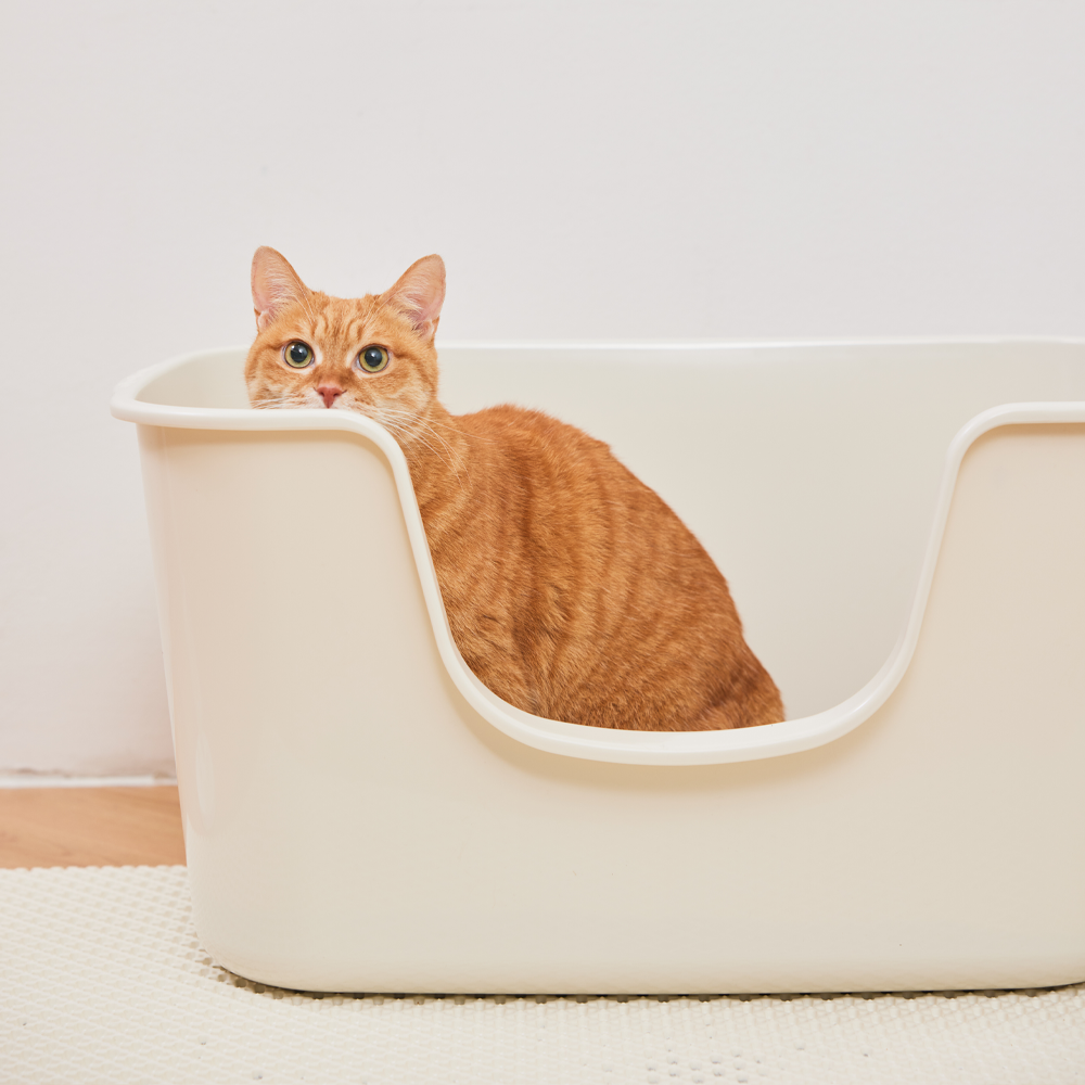 3651 감자밭 가벼운 대형 고양이 화장실 상세 이미지 2